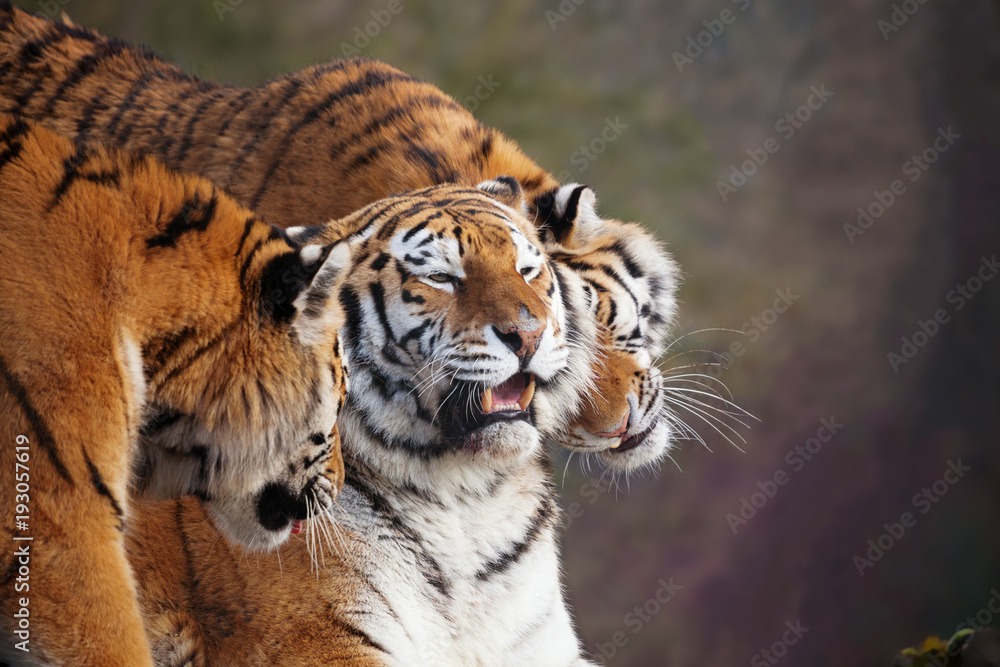 Obraz premium Close up of three Amur tigers, playing by rubbing their heads together, showing affection. One with an open mouth showing teeth. With beautiful stripes and space for text.