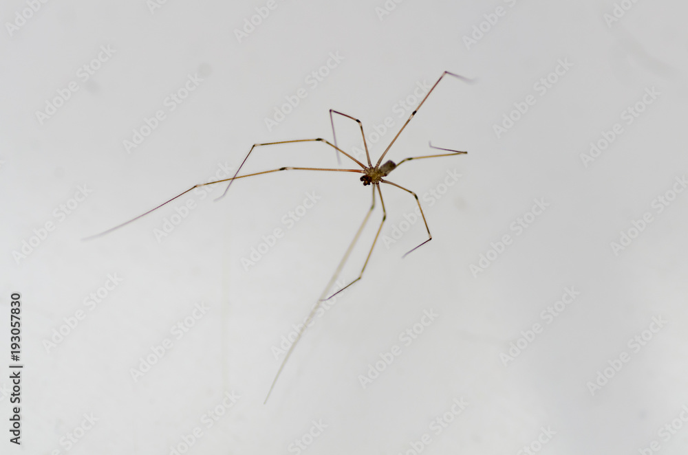 Daddy Long Legs spider Daddy Long Legs spider