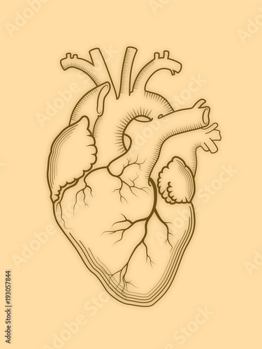 Heart. The internal human organ, Anatomical structure. Engraved print, outline detailed drawing.
