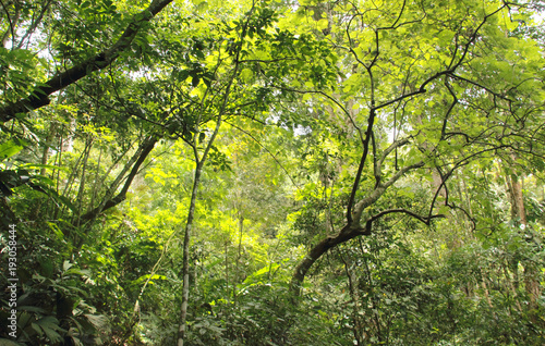 Inside a tropical jungle Henri Pittier National Park Venezuela photo