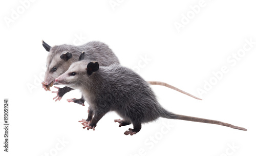 Two funny American possums. Virginia opossum (Didelphis virginiana). Isolated on white background