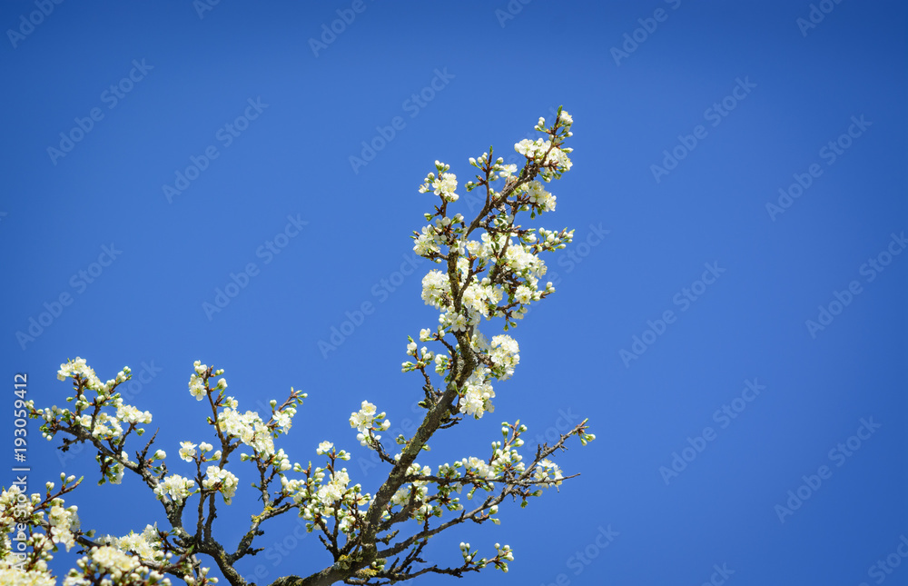 Flowers on an apple-tree branch