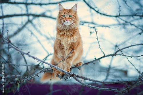 Fototapeta Czerwony kot rasy Maine Coon siedzi na gałęzi drzewa
