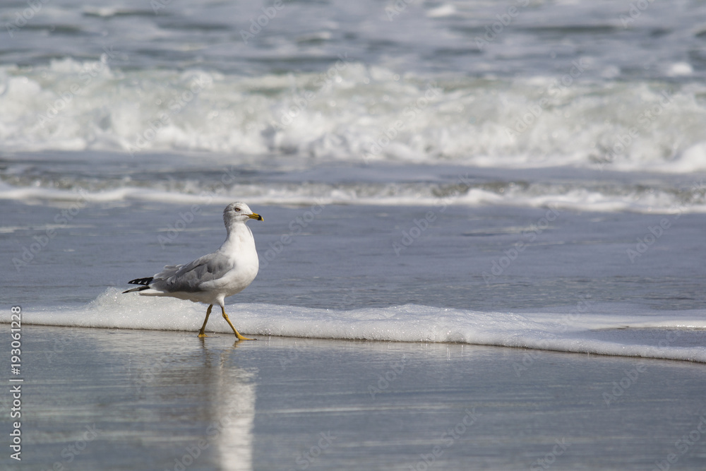 Seagull