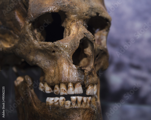 Skull of a caveman close-up. history. stone Age. aborigine, neanderthal.