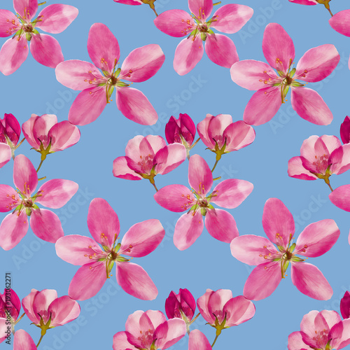 Petunia. Seamless pattern texture of flowers. Floral background, photo collage