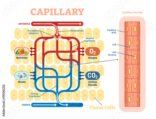 Capillary schematic, anatomical vector illustration diagram with blood flow. 