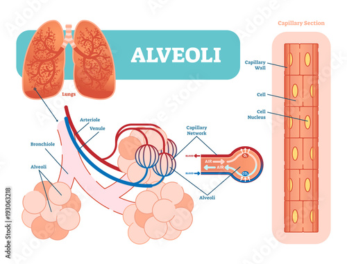 Lungs alveoli schematic, anatomical vector illustration diagram with capillary network. 