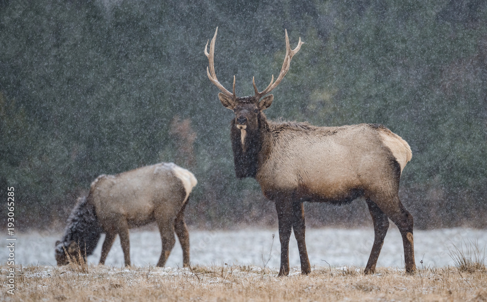 Fototapeta premium Elk