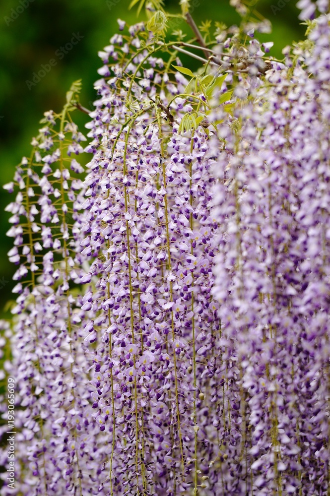 藤の花 藤棚に咲く藤の花のアップです Stock Photo Adobe Stock