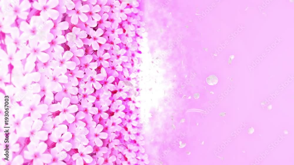 満開の桜 アニメーション 日本文化 ループ 満開の桜 アニメーション 日本文化 ループ