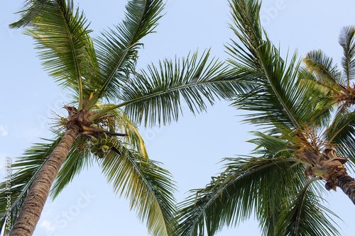 Palm leaves against the sky. Background