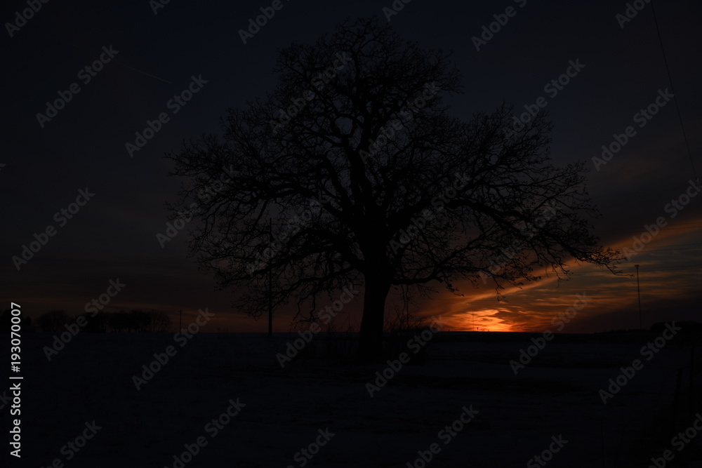 Oak Tree and Sunset Oak Tree and Sunset