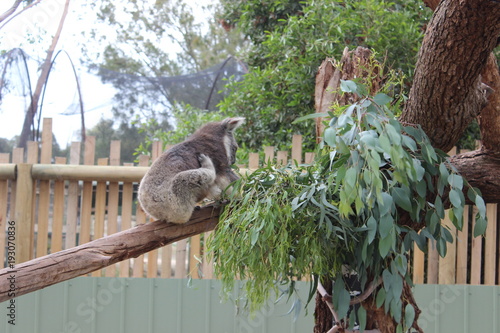 Wall Mural Koala In tree