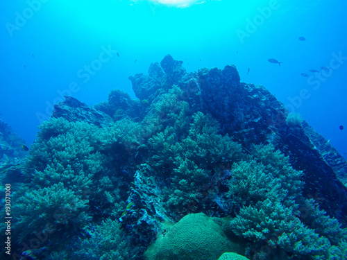 Beautiful coral of underwater world at Similan Marine National park
