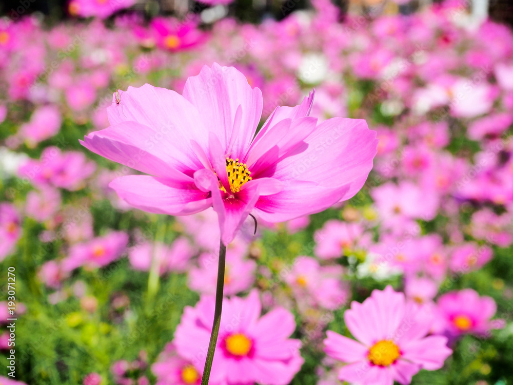 Colorful Cosmos field with blue sky in winter season Colorful Cosmos field with blue sky in winter season