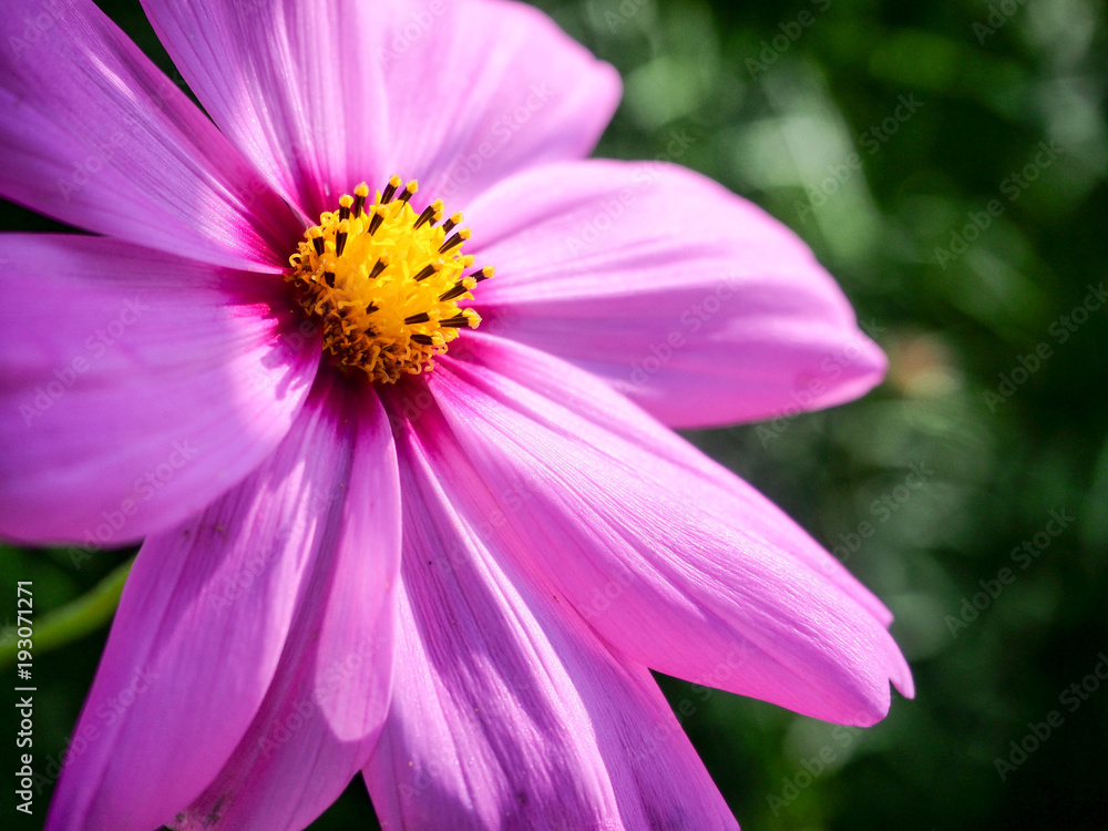 Fototapeta premium Colorful Cosmos field with blue sky in winter season