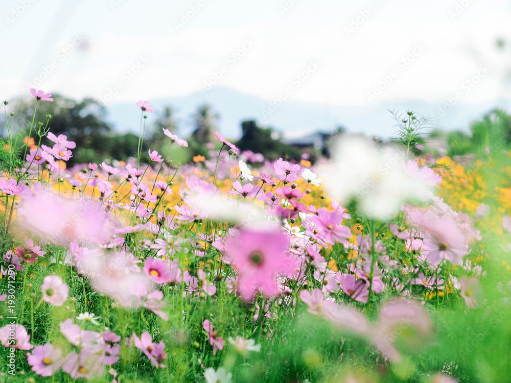 Fototapeta premium Colorful Cosmos field with blue sky in winter season