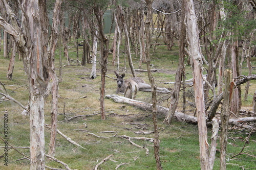 Forest with Kangroos photo