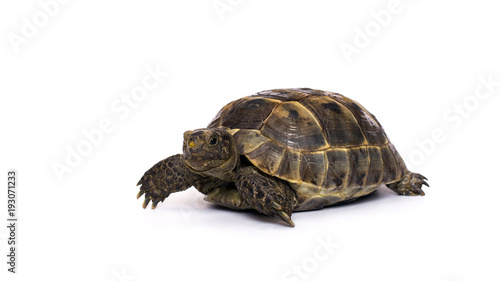 Turtle on a white background