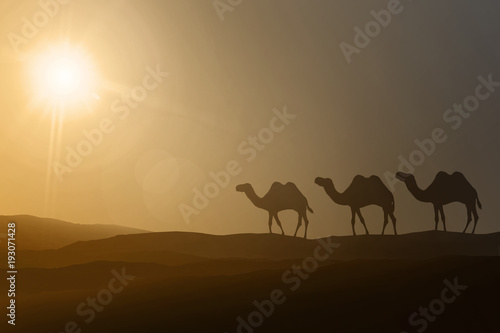 Silhouettes of walking camels