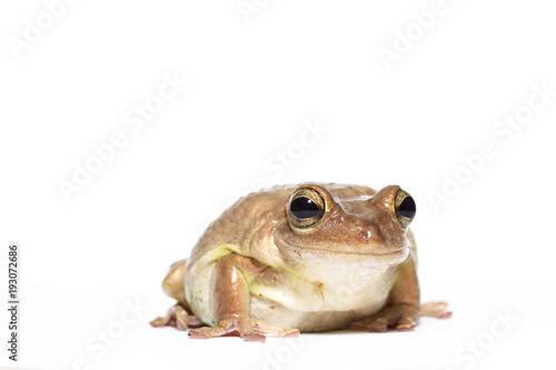 Female Cuban tree frog on white, side glance