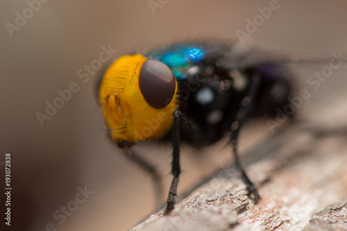 Yellow fly with amazing eyes