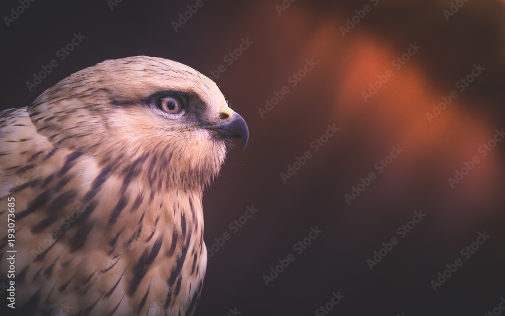 Naklejka premium hawk