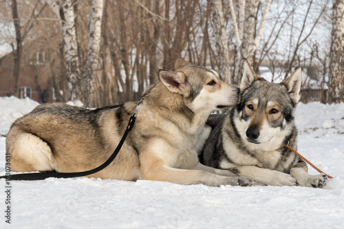 Beautiful male and female of Saarloos wolfhound in winter park