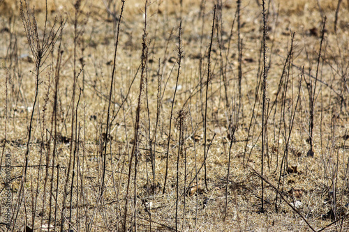 Field with tall dark stalks in winter