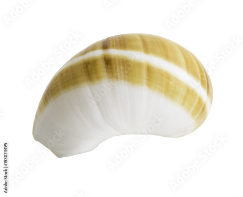 Close up Marine sea shell isolated