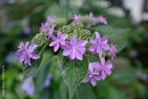 紫陽花