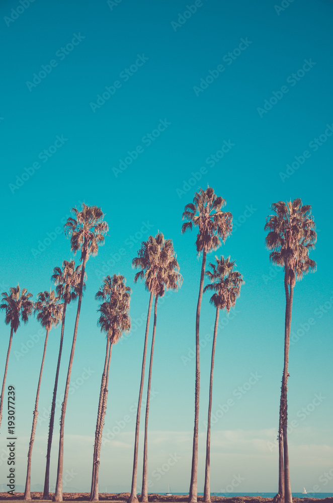 Obraz premium California high palms on the beach, blue sky background