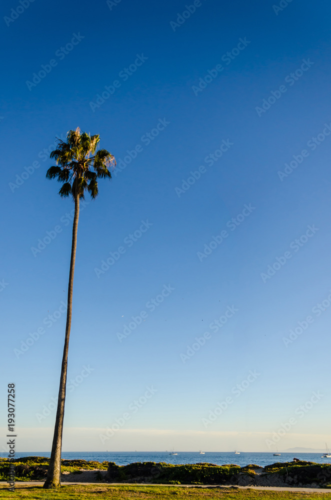 Fototapeta premium California high palms on the beach, blue sky background