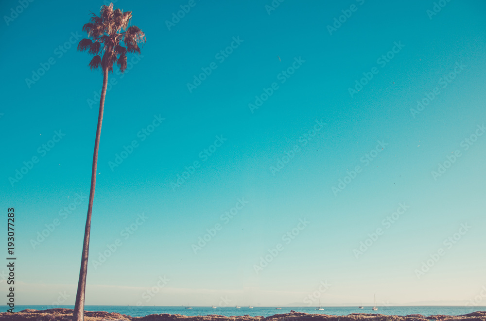 Naklejka premium California wysokie palmy na plaży, tło błękitnego nieba
