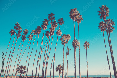 California high palms on the beach, blue sky background