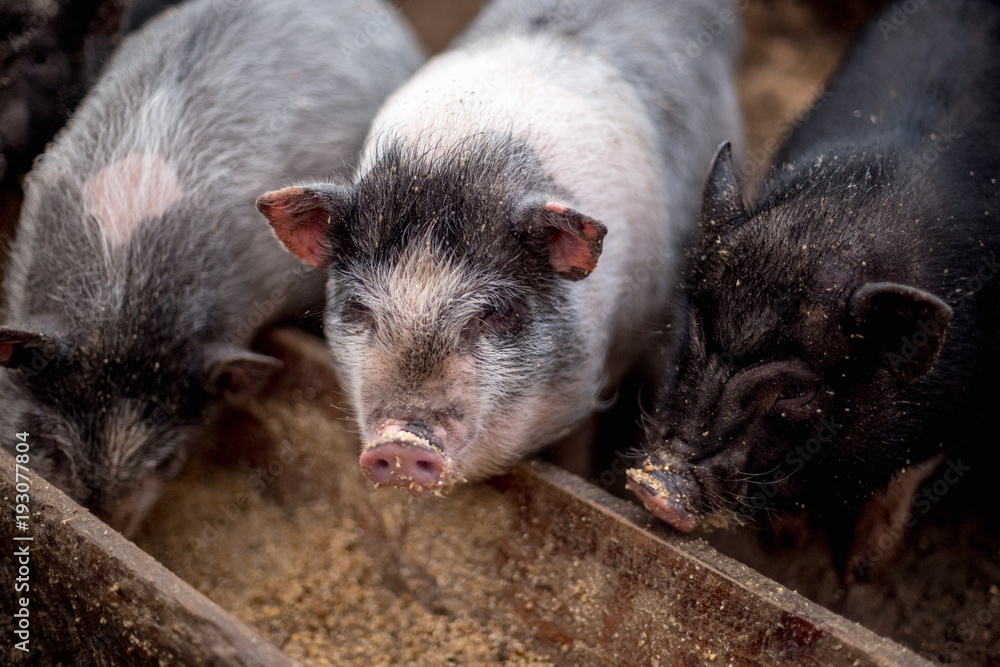 Small pigs eat from a wooden trough Small pigs eat from a wooden trough