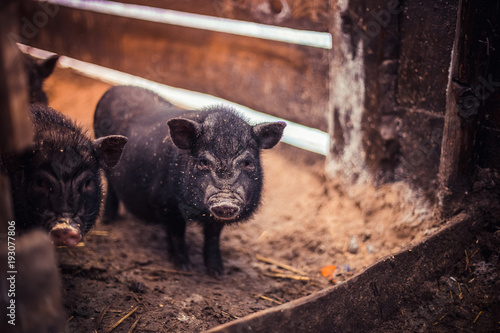 Small Vietnamese pigs on the farm photo