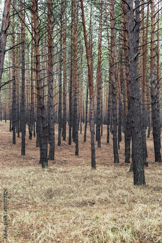 Fototapeta Naklejka Na Ścianę i Meble -  Trees in autumn pine forest