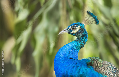 Wallpaper Mural Peacock in the park. Torontodigital.ca