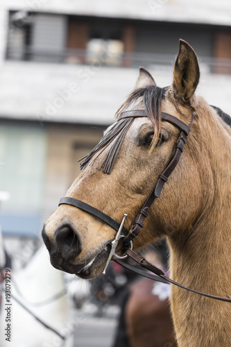 Brown horse head side portrait close up detail on a blurred urban background © jordieasy