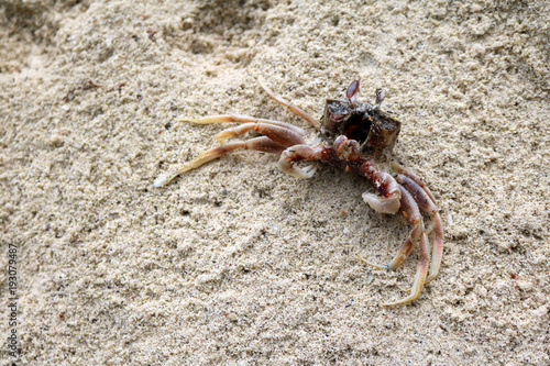 Dead Sea crab on the beach.