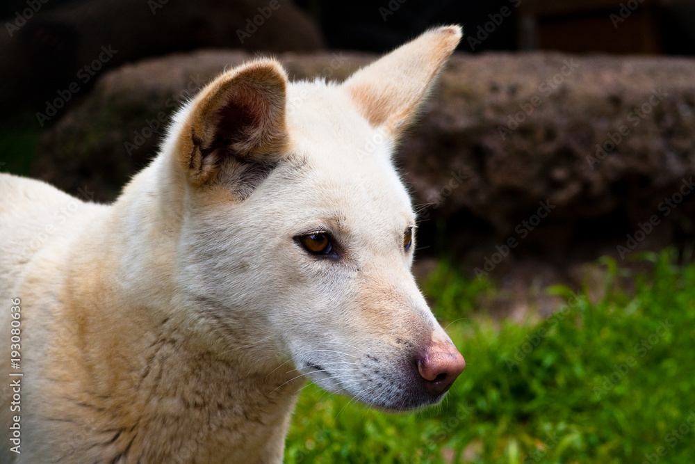 white dingo australia white dingo australia