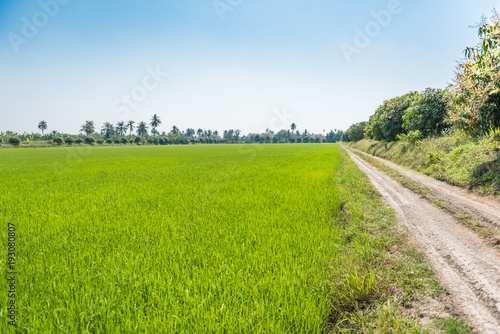 Beautiful rice green in the field a vast area