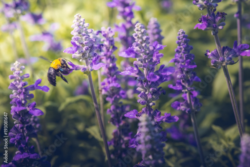 Carpenter Bee are flying to beautiful flowers in nature