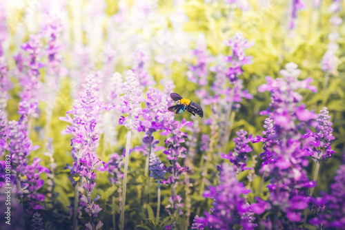 Carpenter Bee are flying to beautiful flowers in nature