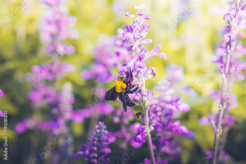 Fototapeta Naklejka Na Ścianę i Meble -  Carpenter Bee perched on the beautiful flowers in nature