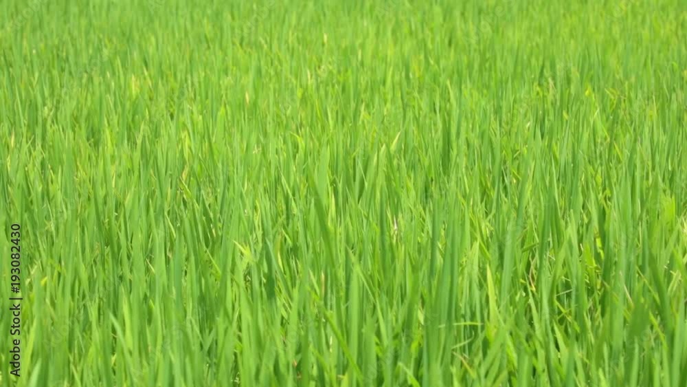 Rice growing in a field being blown in the wind, high definition movie clip stock footage. Rice growing in a field being blown in the wind, high definition movie clip stock footage.