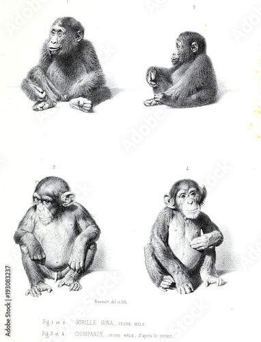 Illustration of monkey photo