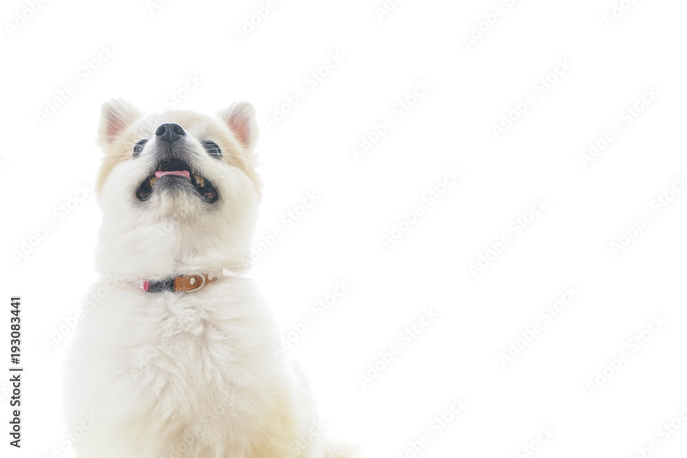 可愛い室内犬 可愛い室内犬